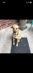 Lost Female Dog last seen Vance Jackson and Beryl, San Antonio, TX 78213