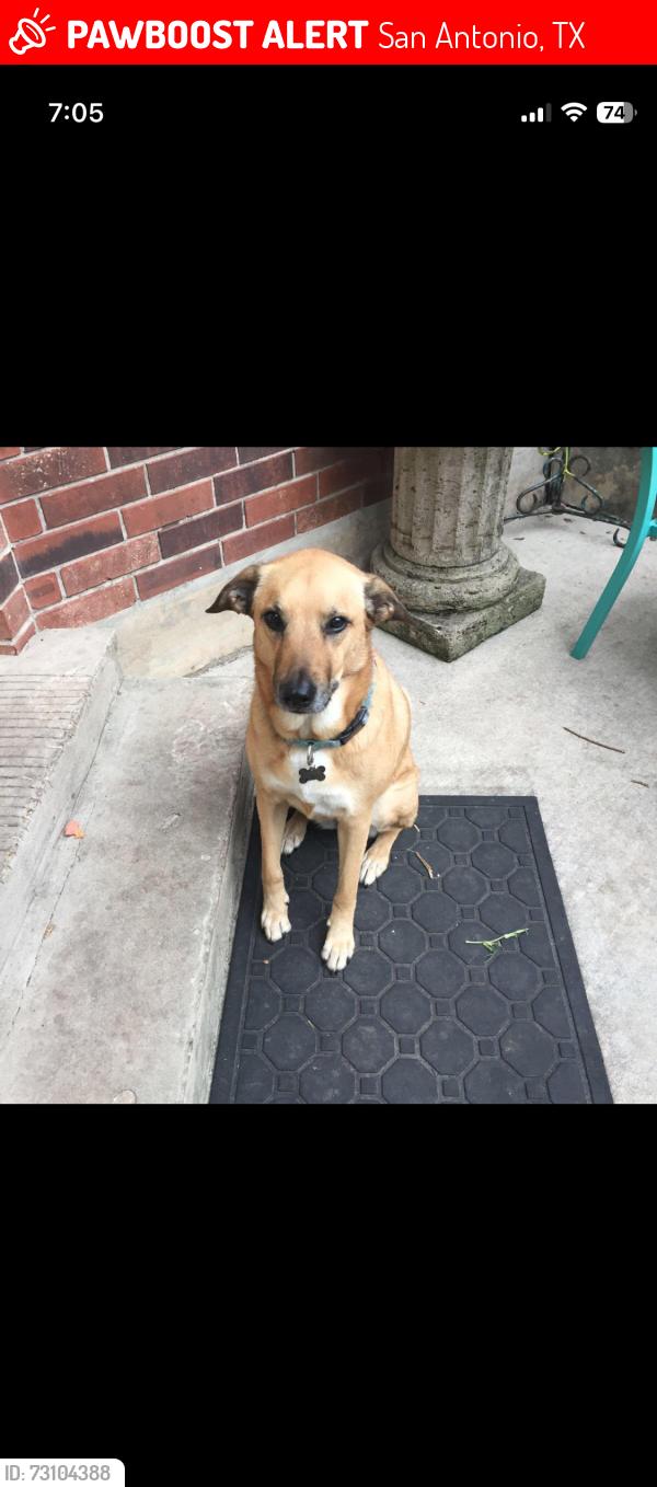 Lost Female Dog last seen Vance Jackson and Beryl, San Antonio, TX 78213