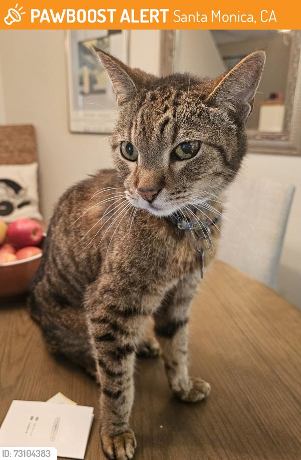 Found/Stray Male Cat last seen At Strand St and 4th Street in SM, Santa Monica, CA 90405