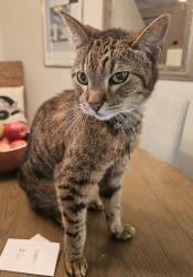 Reunited Male Cat last seen At Strand St and 4th Street in SM, Santa Monica, CA 90405