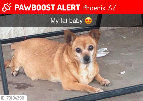 Lost Female Dog last seen 27th ave and McKinley street near greenwood cemetery, Phoenix, AZ 85009