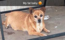 Lost Female Dog last seen 27th ave and McKinley street near greenwood cemetery, Phoenix, AZ 85009