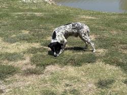 Found/Stray Male Dog last seen Flying Dutchman RV Resort, Waxahachie, TX 75167