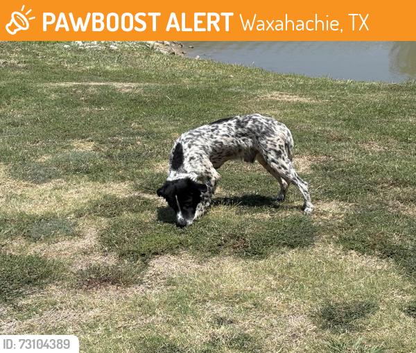 Found/Stray Male Dog last seen Flying Dutchman RV Resort, Waxahachie, TX 75167