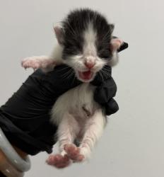Shelter Stray Male Cat last seen San Diego, CA, 92114, 5500 Gaines St, San Diego, CA 92110, USA