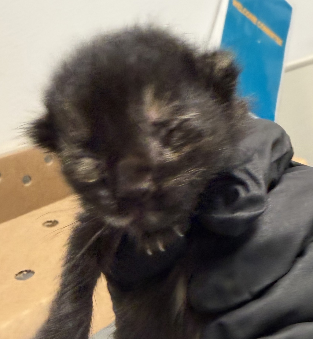 Shelter Stray Female Cat last seen San Diego, CA, 92114, 5500 Gaines St, San Diego, CA 92110, USA