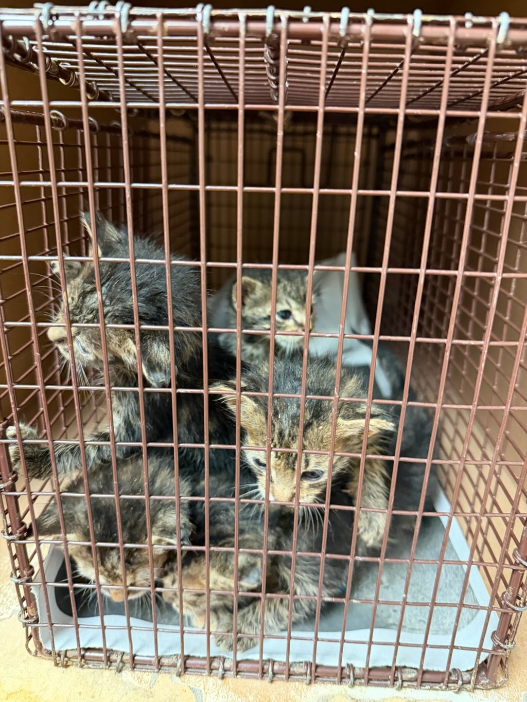 Shelter Stray Male Cat last seen Near N Lamar Boulevard, AUSTIN, TX, 78753, 7201 Levander Loop bldg a, Austin, TX 78702, USA