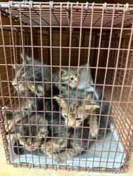 Shelter Stray Female Cat last seen Near N Lamar Boulevard, AUSTIN, TX, 78753, 7201 Levander Loop bldg a, Austin, TX 78702, USA