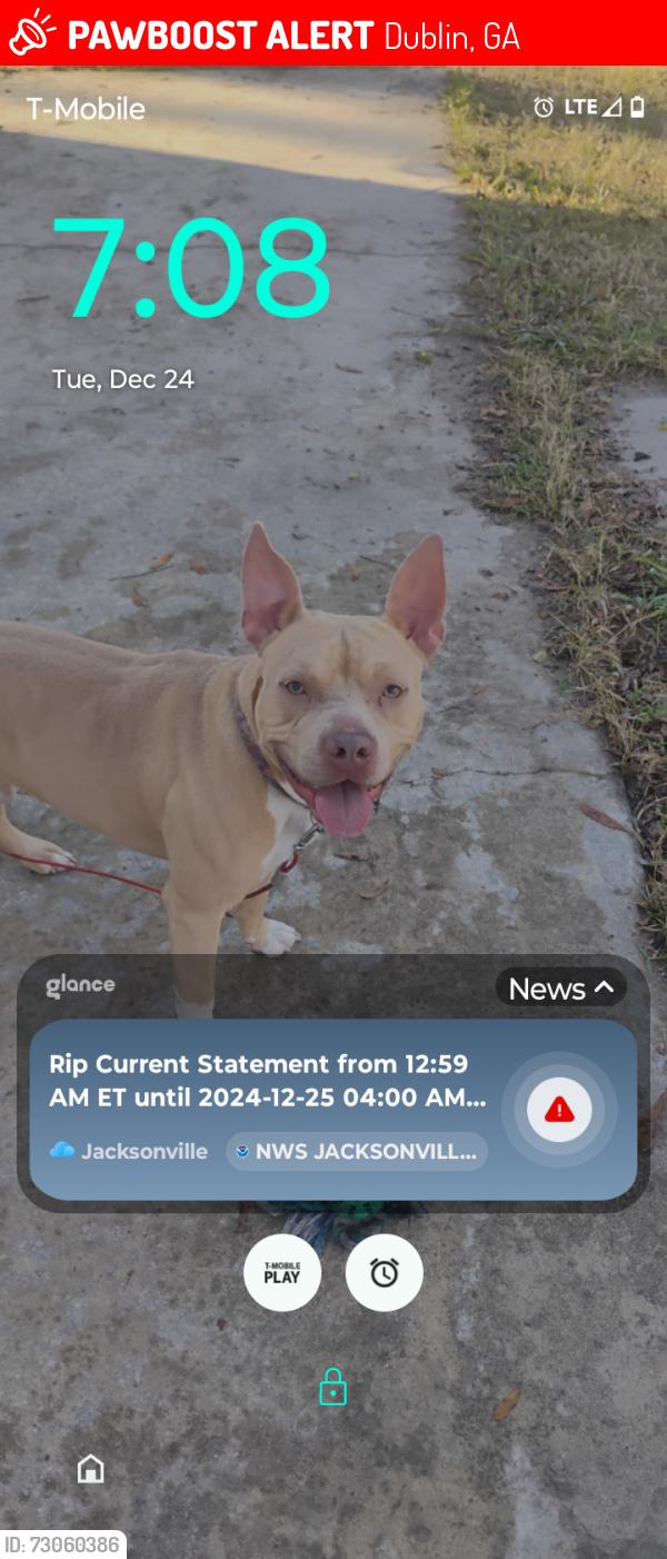 Lost Male Dog last seen Near Greg couey Rd Dublin Georgia 31021, Dublin, GA 31021