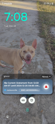 Lost Male Dog last seen Near Greg couey Rd Dublin Georgia 31021, Dublin, GA 31021
