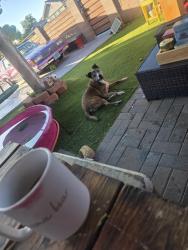 Reunited Male Dog last seen Carey and Eastern area, Las Vegas, NV 89030