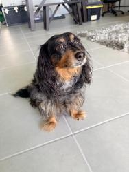 Reunited Female Dog last seen Spencer Parrish road, Parrish, FL 34219