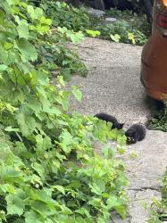 Found/Stray Unknown Cat last seen Near R. Saint-Denis, Montréal, QC H2X 3K4, Montréal, QC H2X 3K4