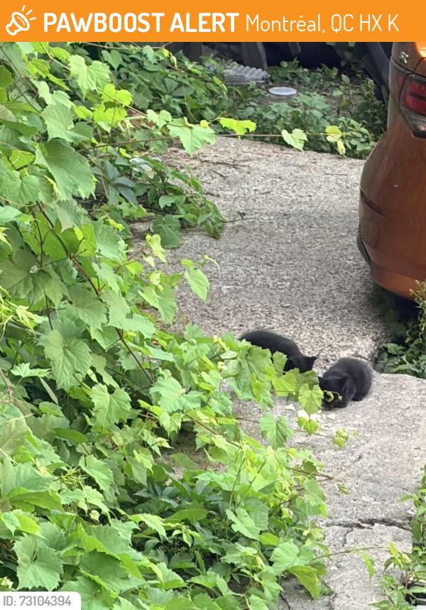 Found/Stray Unknown Cat last seen Near R. Saint-Denis, Montréal, QC H2X 3K4, Montréal, QC H2X 3K4