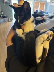 Reunited Female Cat last seen Wilbur and wystyone, Los Angeles, CA 91335