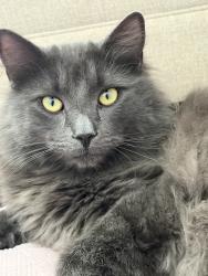 Lost Male Cat last seen Shoshone, Apple Valley, CA 92307