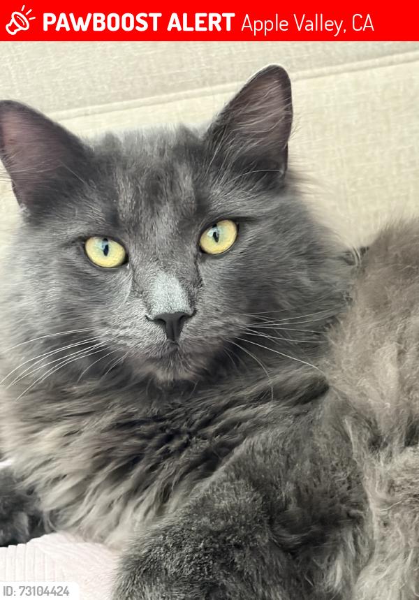 Lost Male Cat last seen Shoshone, Apple Valley, CA 92307