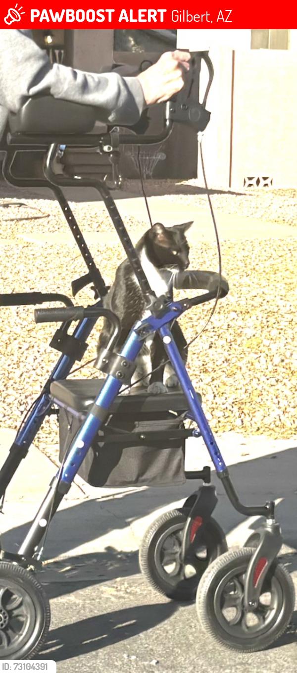 Lost Male Cat last seen Val vista and Guadalupe, Gilbert, AZ 85234