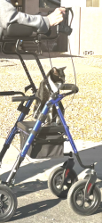 Lost Male Cat last seen Val vista and Guadalupe, Gilbert, AZ 85234