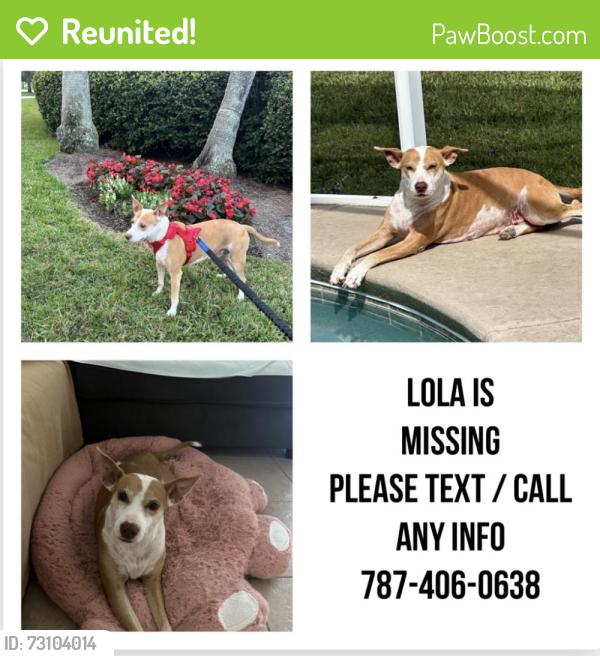 Reunited Female Dog last seen Remington , Kissimmee, FL 34744