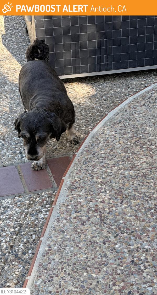 Found/Stray Male Dog last seen Asilomar Drive Antioch CA, Antioch, CA 94531