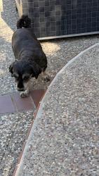 Found/Stray Male Dog last seen Asilomar Drive Antioch CA, Antioch, CA 94531