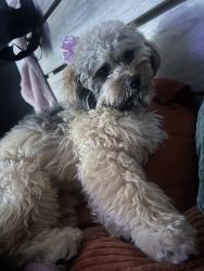 Reunited Female Dog last seen Neighborhood Mayfield Trace off of Godwin Dr, Manassas, VA 20112