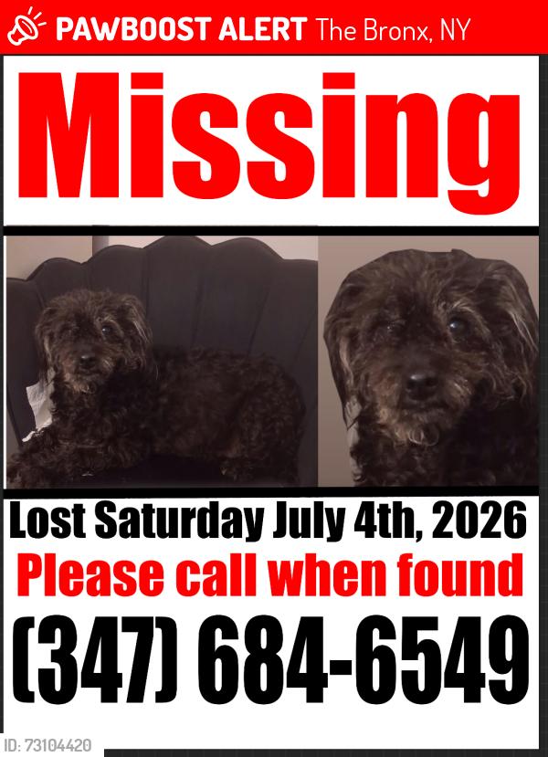 Lost Female Dog last seen Near Alexander Avenue Bronx NY, The Bronx, NY 10454