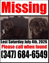 Lost Female Dog last seen Near Alexander Avenue Bronx NY, The Bronx, NY 10454