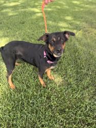 Found/Stray Female Dog last seen FM 2920, Harris County, TX 77377
