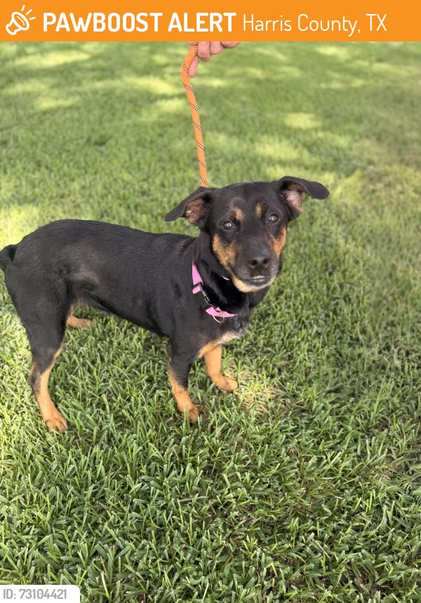 Found/Stray Female Dog last seen FM 2920, Harris County, TX 77377
