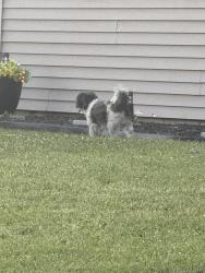 Found/Stray Unknown Dog last seen Marmion Ave & St Joseph, Joliet, IL 60436