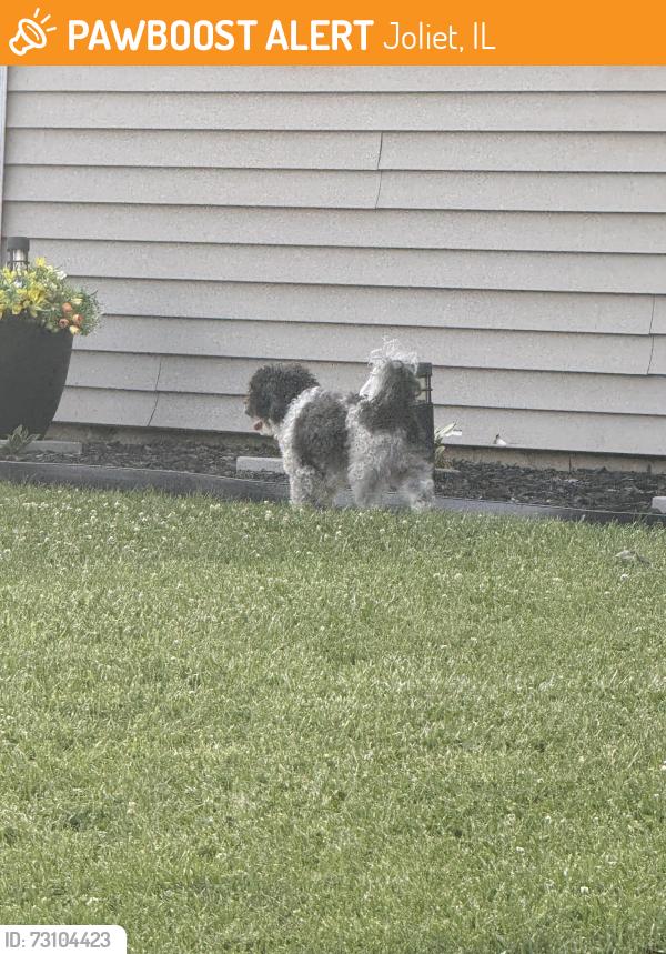 Found/Stray Unknown Dog last seen Marmion Ave & St Joseph, Joliet, IL 60436