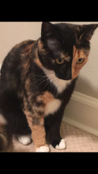 Reunited Female Cat last seen SouthMoore Neighborhood, Cherry Hills Village, CO 80111