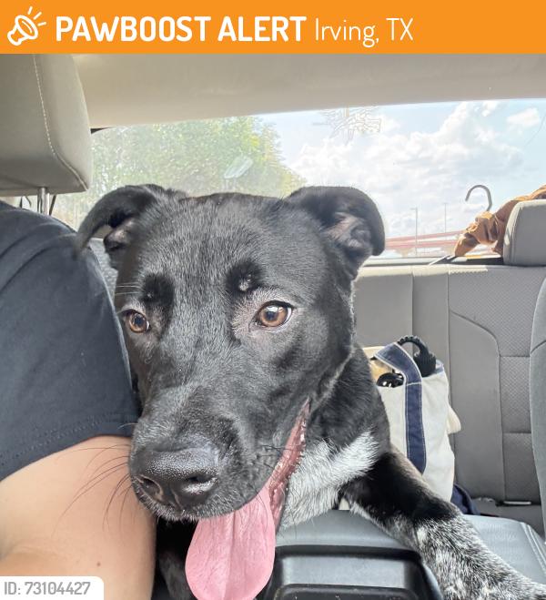 Found/Stray Male Dog last seen Avalon Villa apmts, Irving, TX 75062