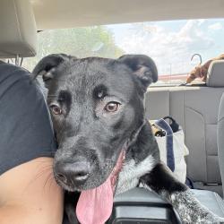 Found/Stray Male Dog last seen Avalon Villa apmts, Irving, TX 75062