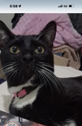 Reunited Male Cat last seen Norterra Canyons, Las Vegas, NV 89119