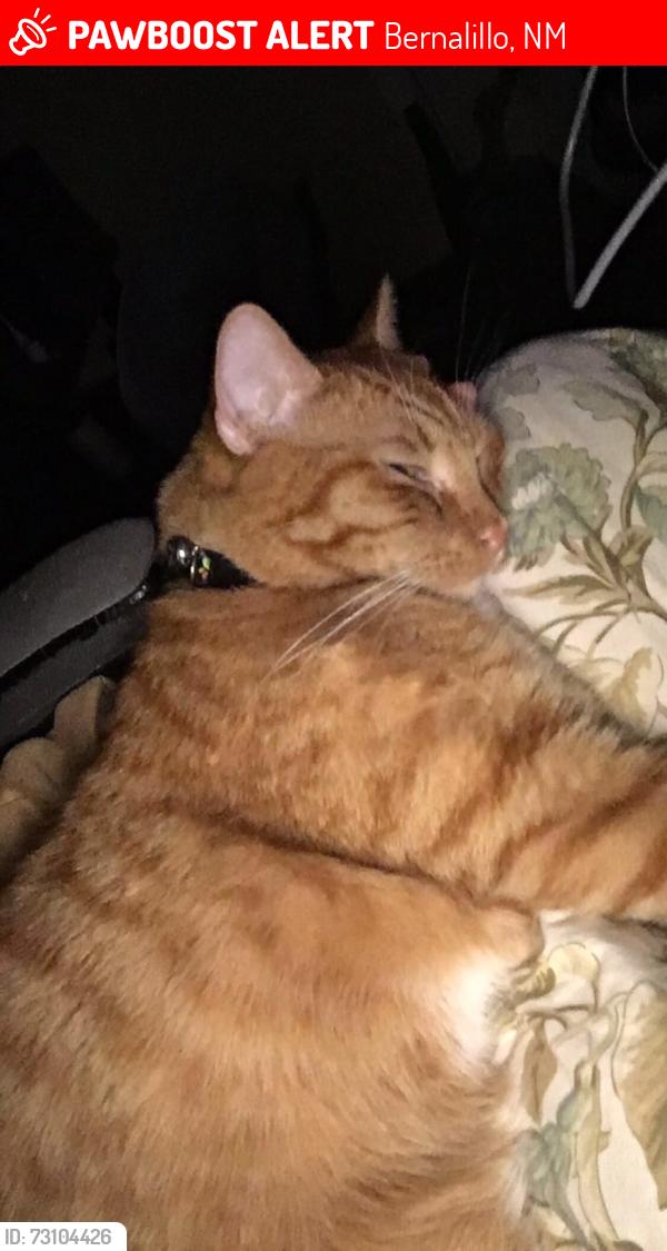 Lost Female Cat last seen Santiago, Pat D’arco, Bernalillo, NM 87004