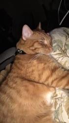Lost Female Cat last seen Santiago, Pat D’arco, Bernalillo, NM 87004