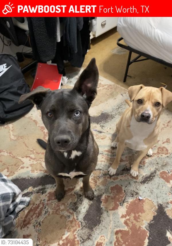 Lost Female Dog last seen Wagonwheel Rd, Fort Worth, TX 76133
