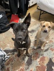 Lost Female Dog last seen Wagonwheel Rd, Fort Worth, TX 76133