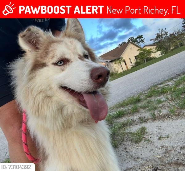 Lost Female Dog last seen New Port Richey Florida Specifically Ashen Avenue Street, New Port Richey, FL 34652