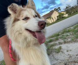 Lost Female Dog last seen New Port Richey Florida Specifically Ashen Avenue Street, New Port Richey, FL 34652