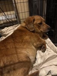 Reunited Female Dog last seen Penton Road, Pace, FL 32571