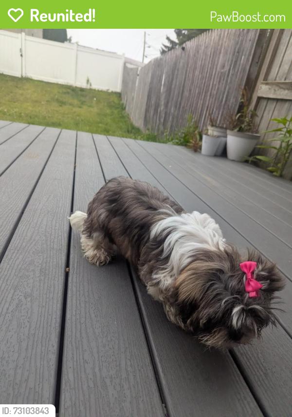 Reunited Female Dog last seen Behind Topaz Drive, Lancaster, PA 17603