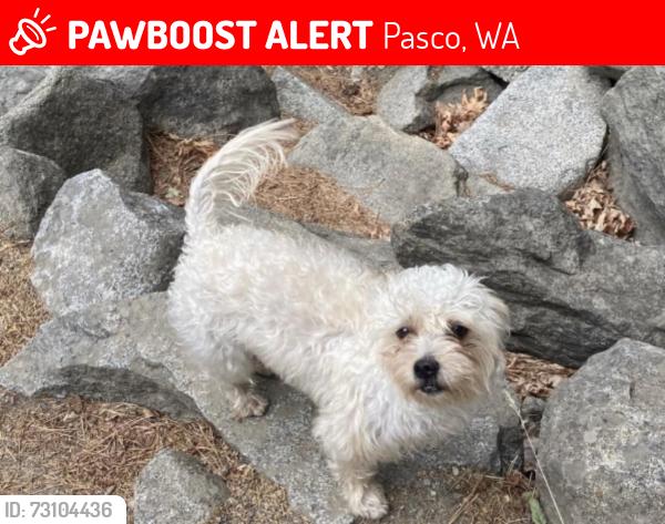 Lost Female Dog last seen 20th and Court St, Pasco, WA 99301