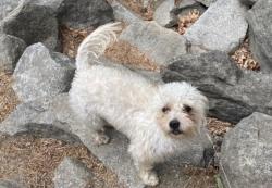 Lost Female Dog last seen 20th and Court St, Pasco, WA 99301