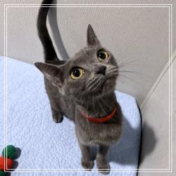 Shelter Stray Female Cat last seen , 3607 N Armenia Ave, Tampa, FL 33607, USA