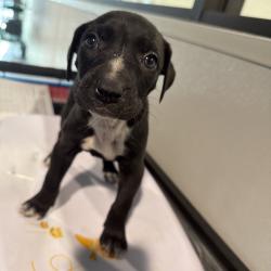 Shelter Stray Female Dog last seen , 3607 N Armenia Ave, Tampa, FL 33607, USA