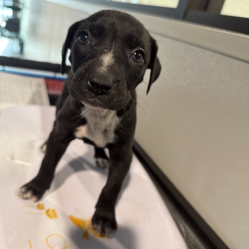 Shelter Stray Female Dog last seen , 3607 N Armenia Ave, Tampa, FL 33607, USA